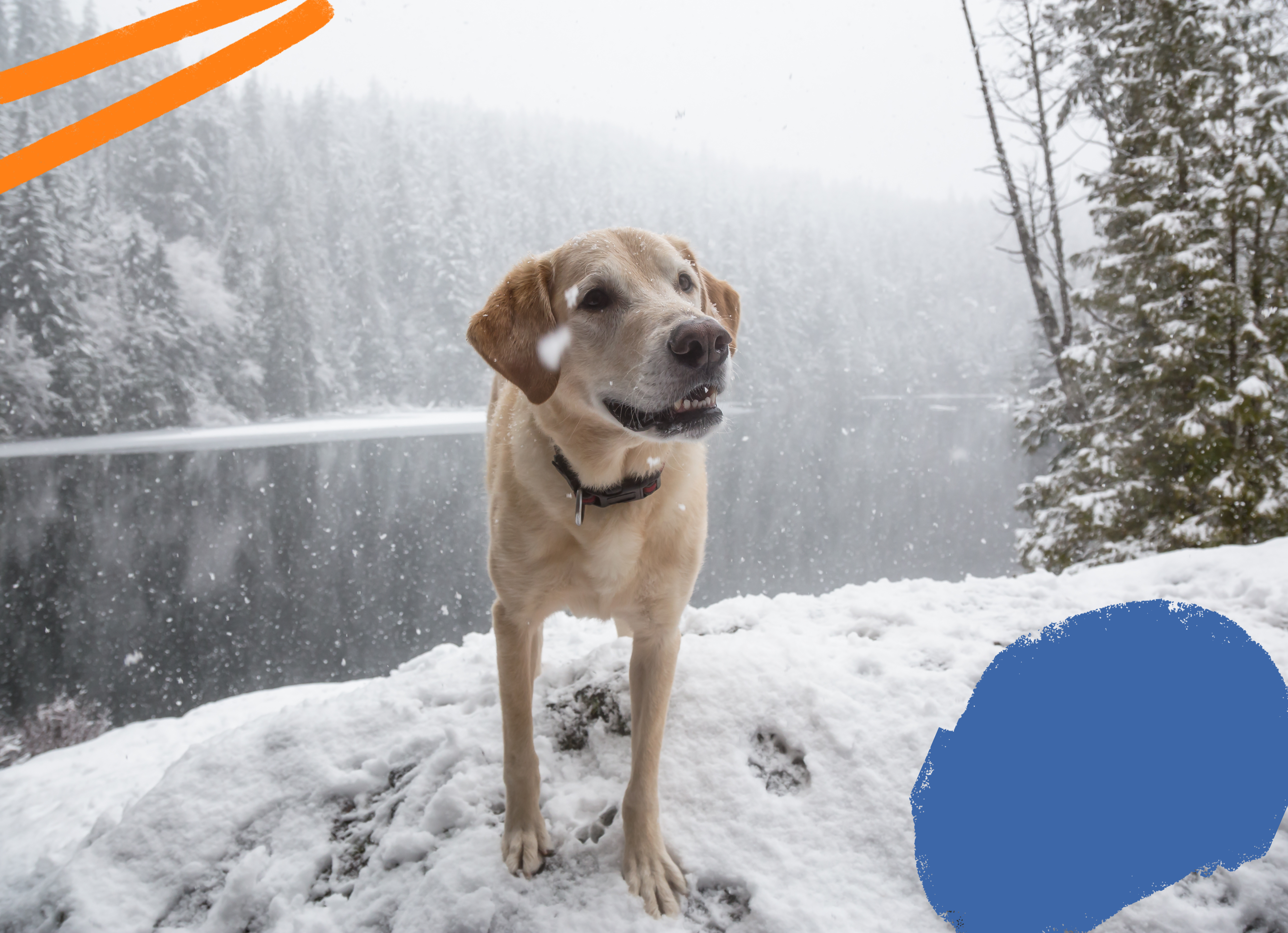 yellow lab standing outside in snow in front of a river