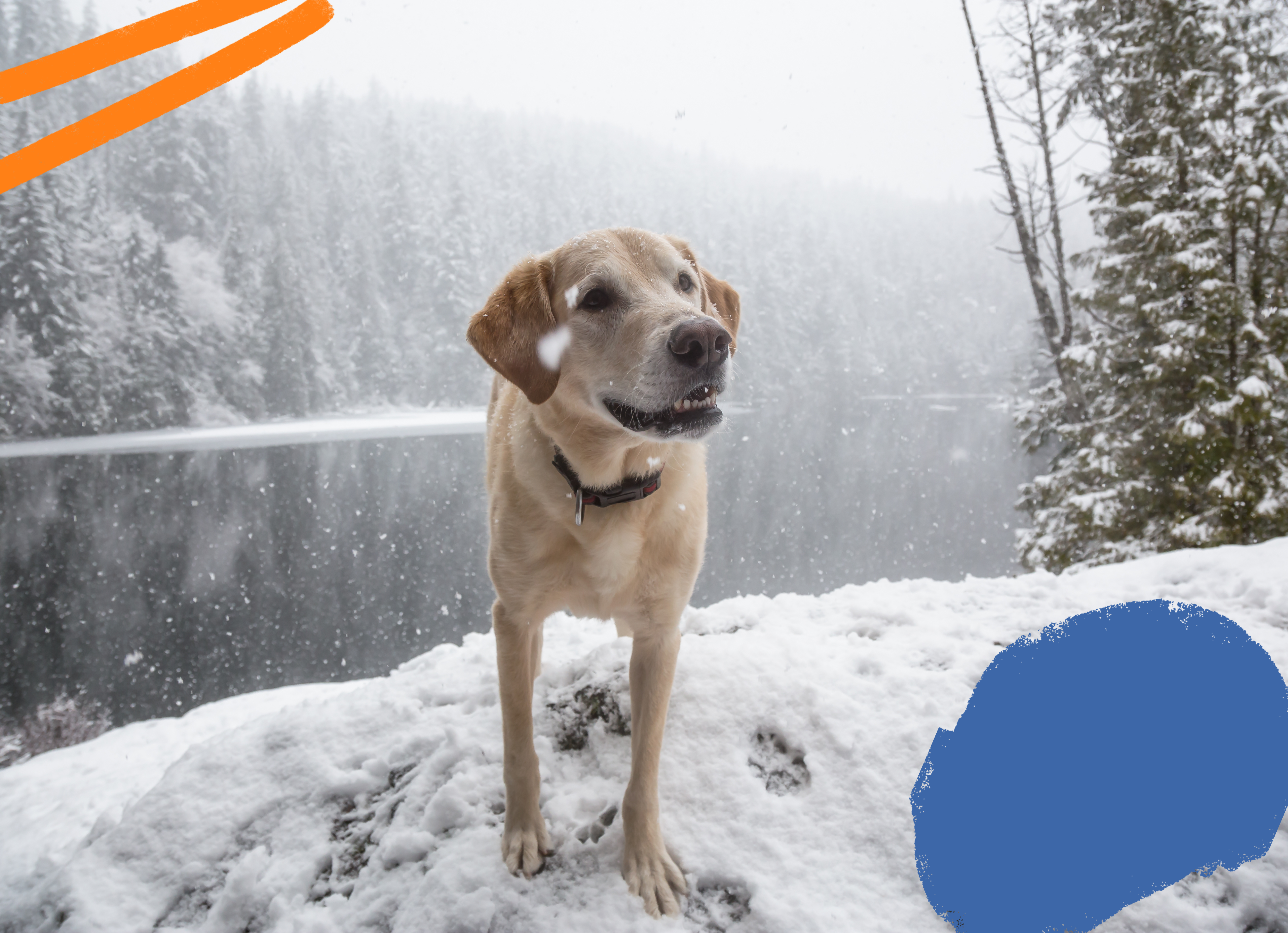 Keeping Your Dog Active in the Winter