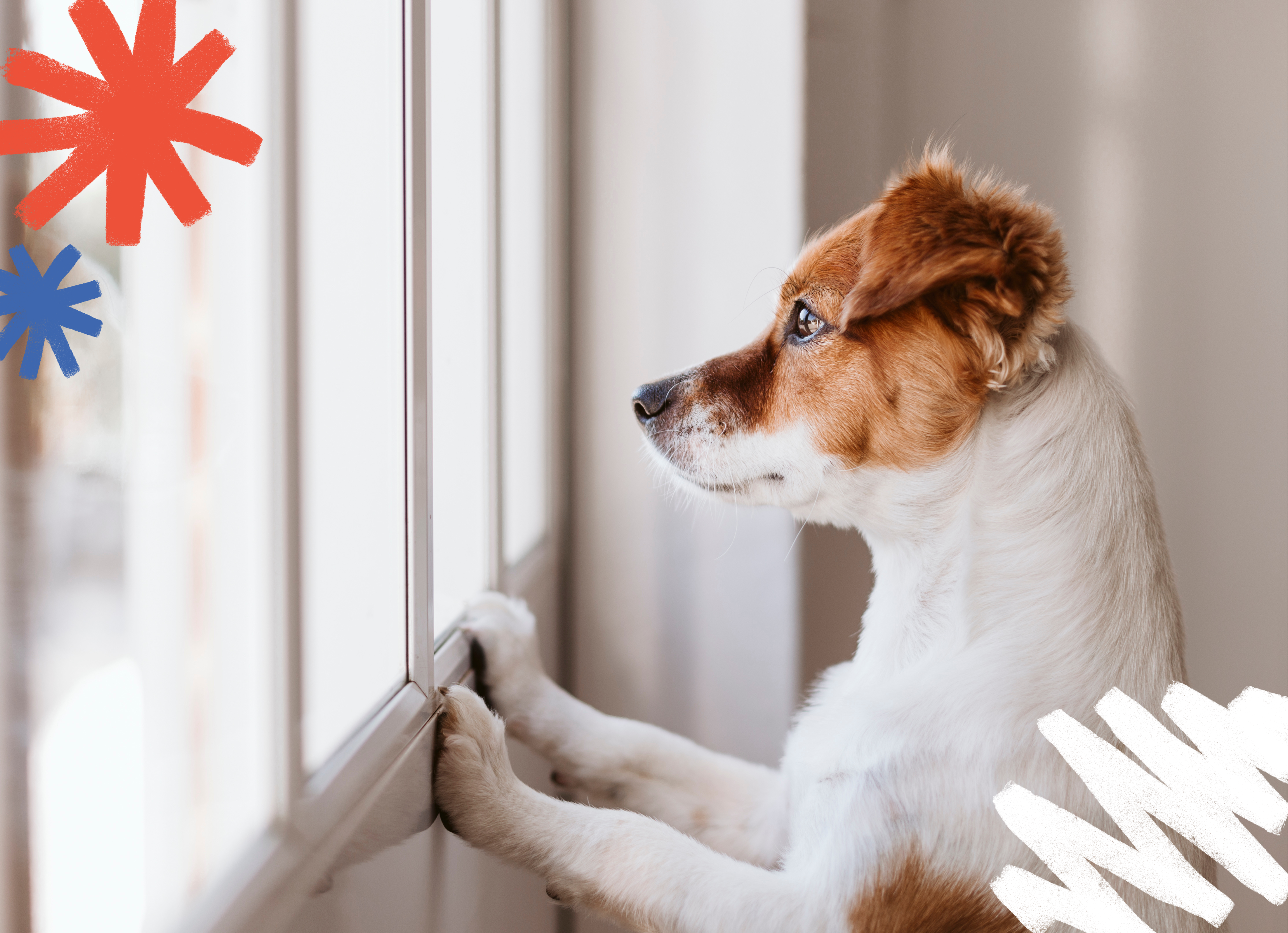 Tan and white jack russell dog standing with its paws on a window as it looks outside