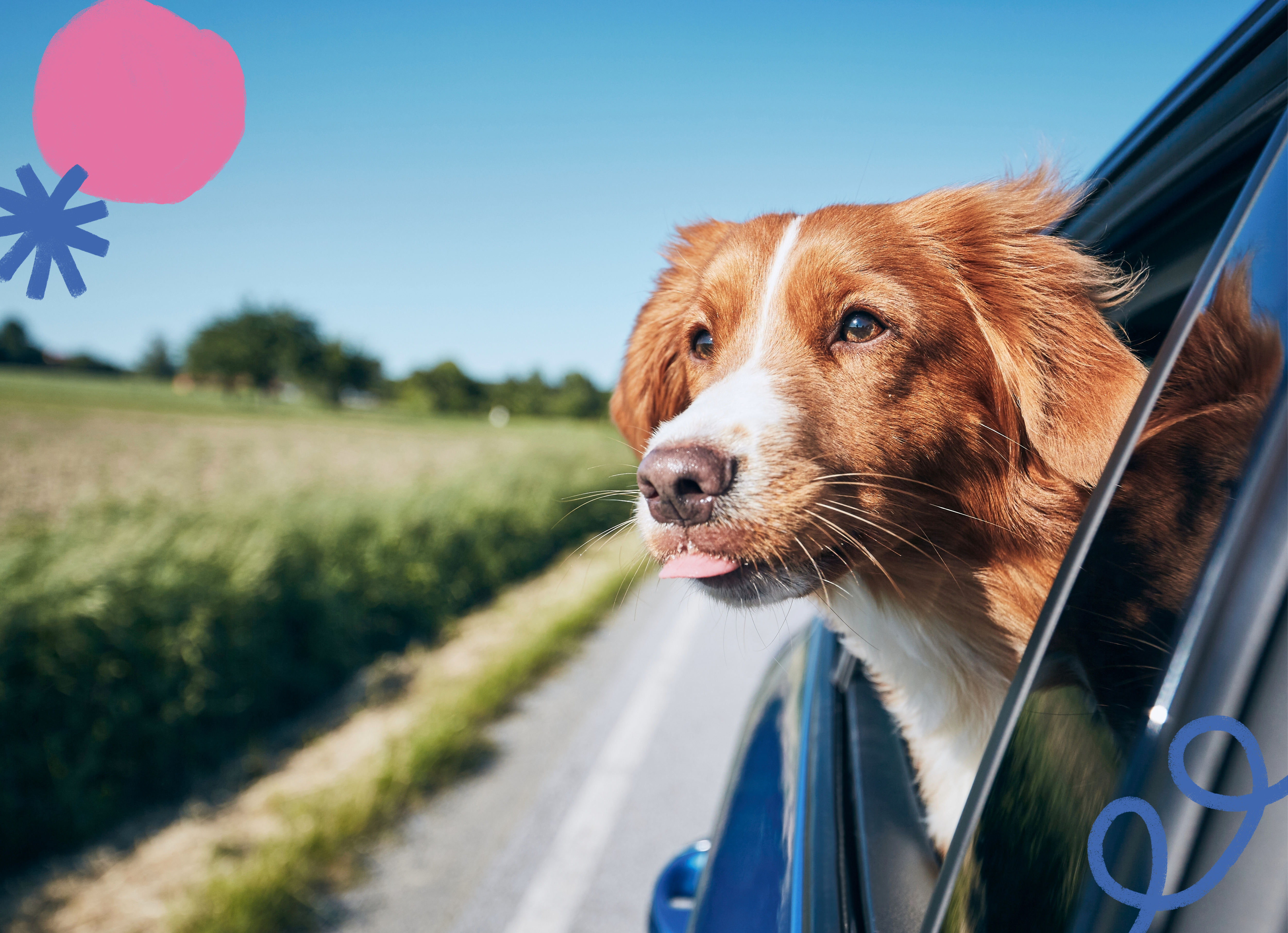 duck tolling retriever dog riding in a car with its head sticking out of the window with his tongue sticking out