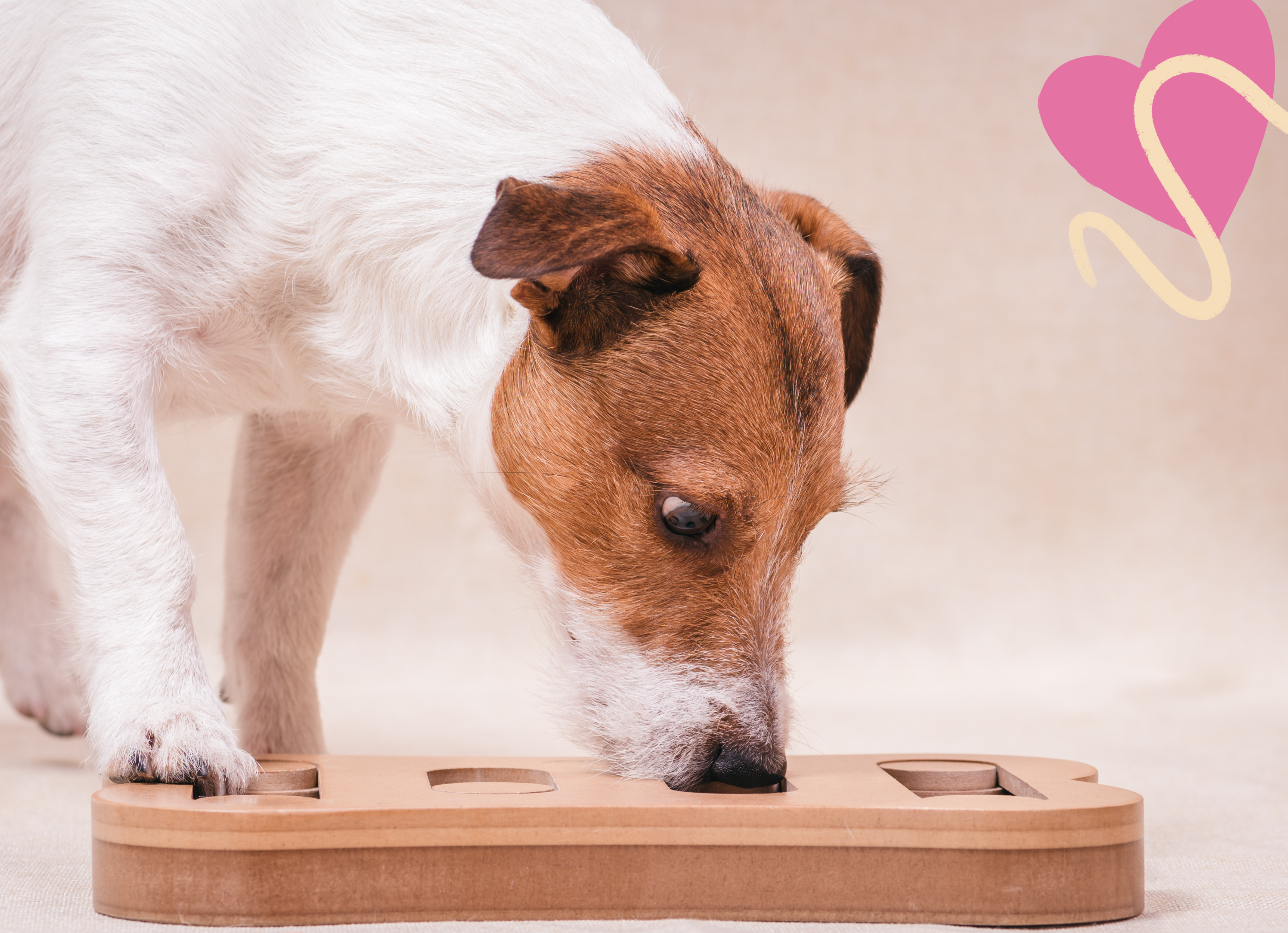 Jack russell terrier using it's nose to solve a treat puzzle