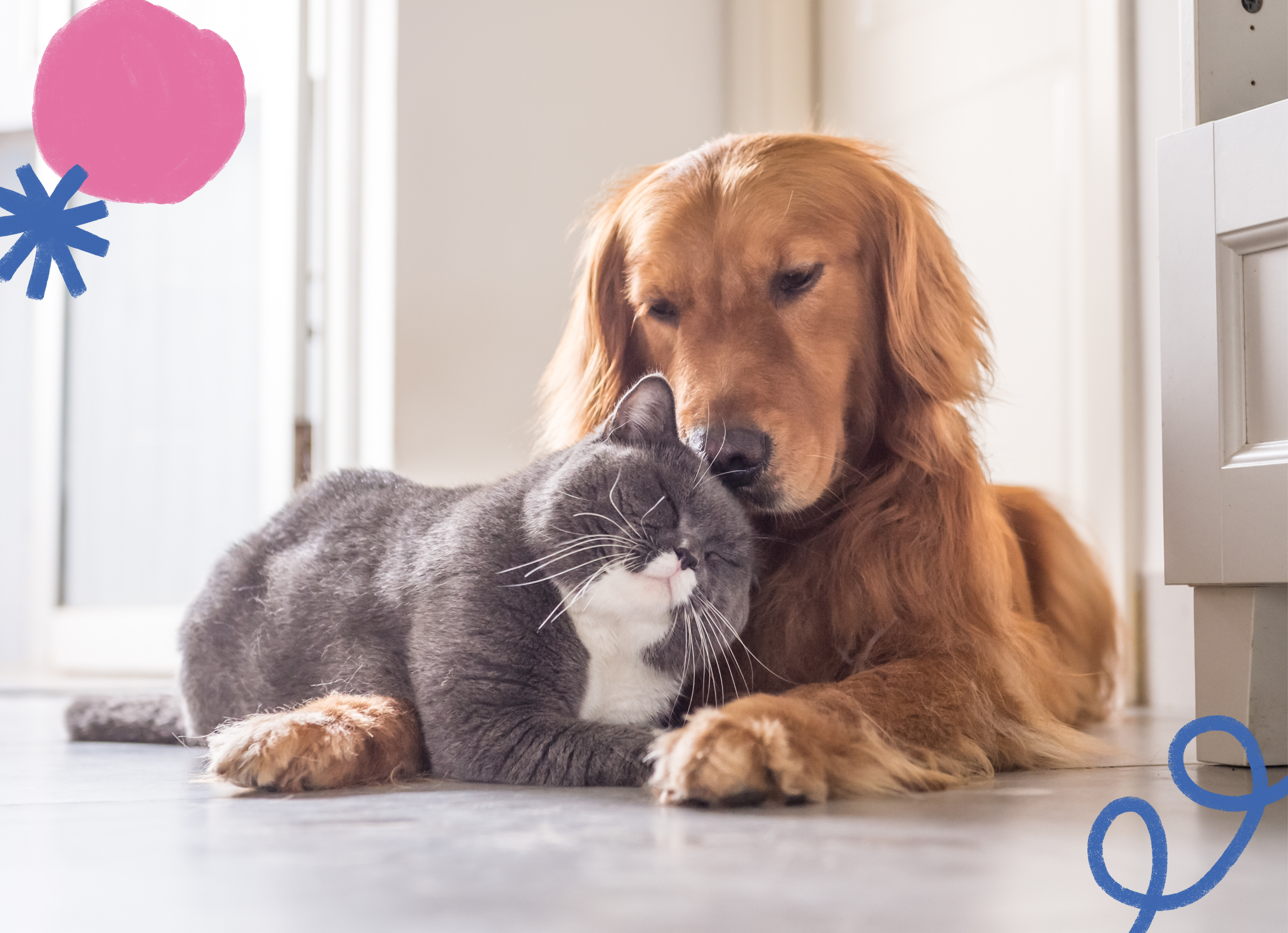 Golden retriever snuggling with a grey and white cat