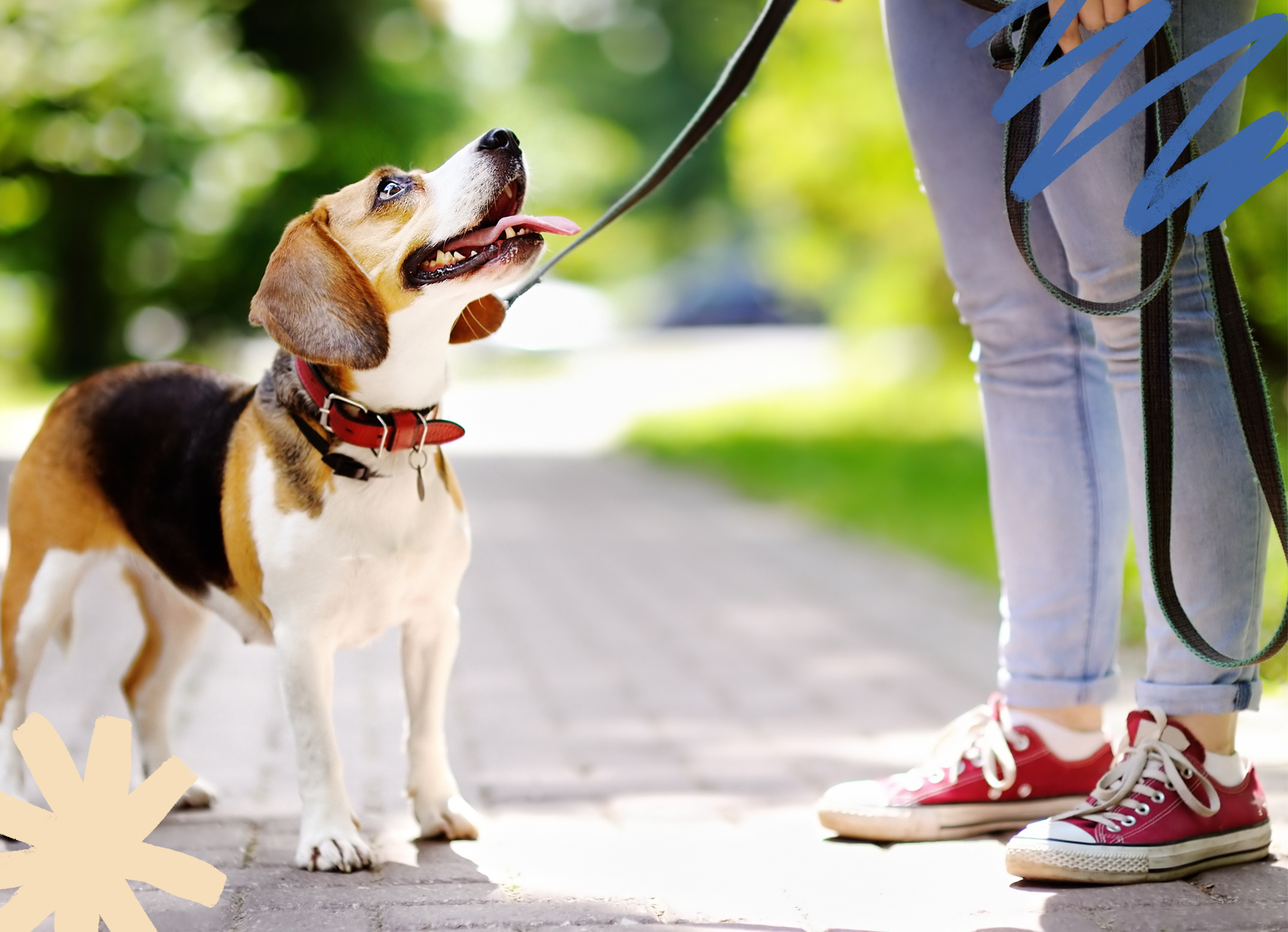 Beagle standing on a sidewalk looking up towards a person that is training him