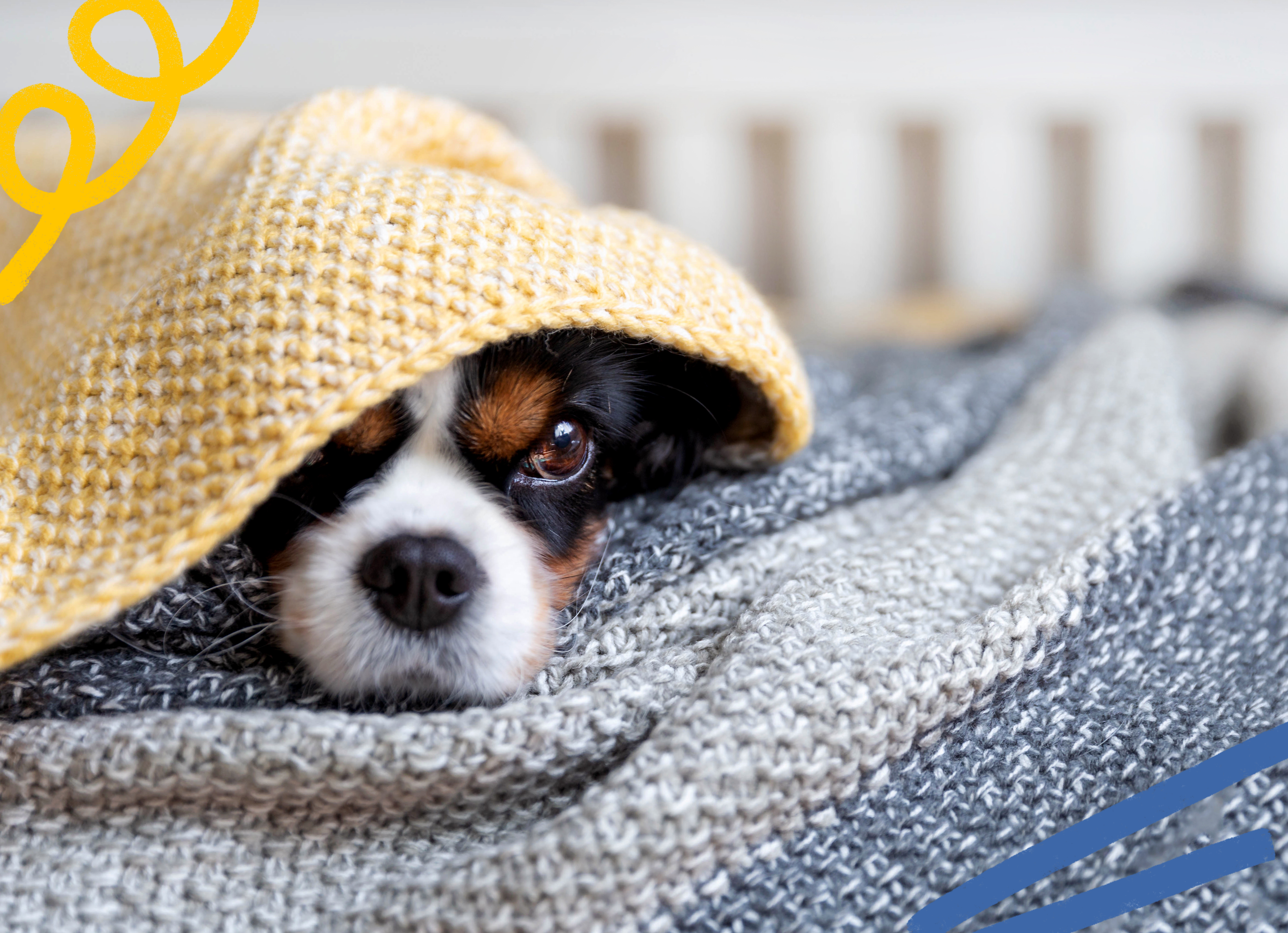 cavalier king charles spaniel huddling under a blanket