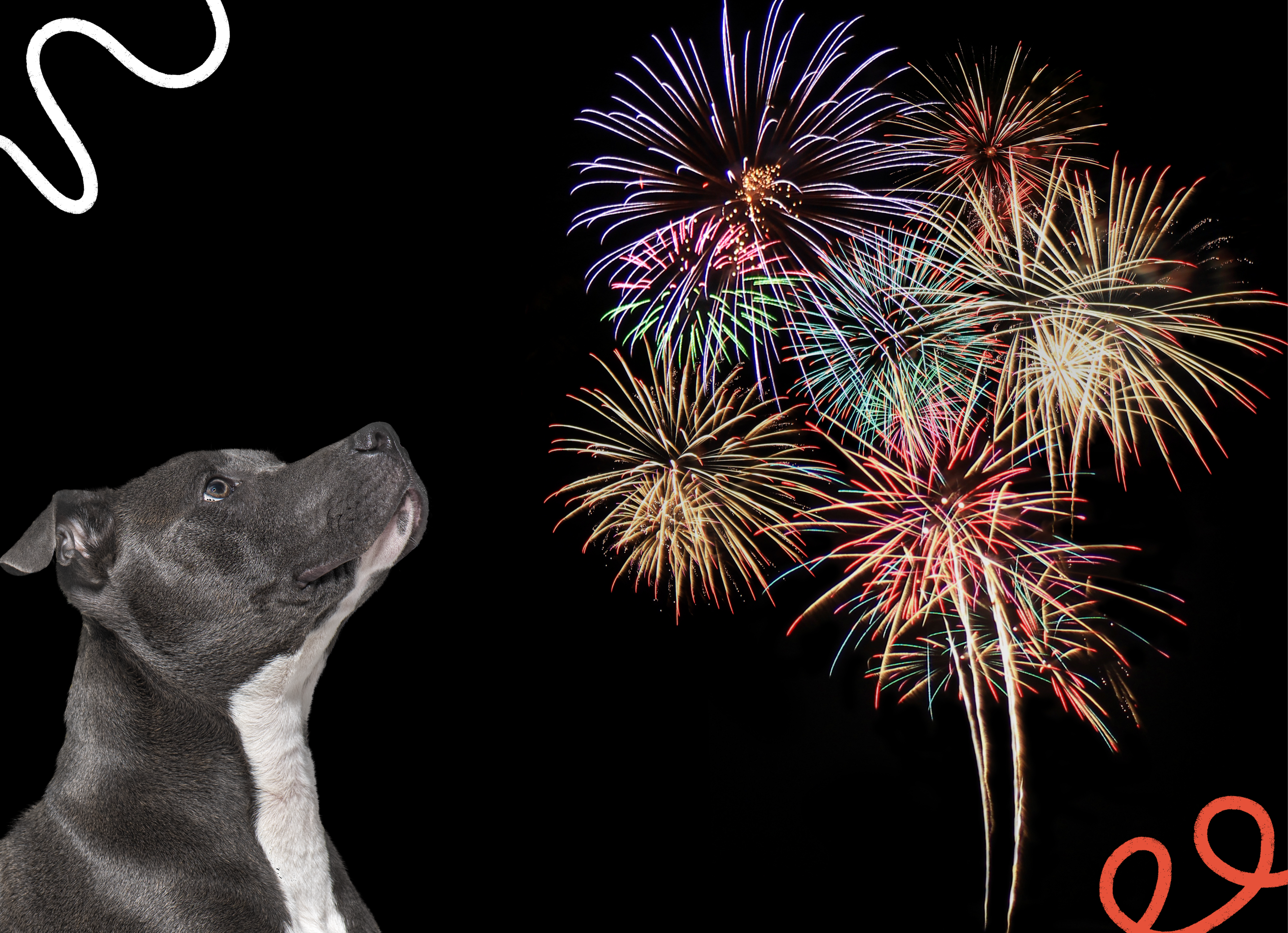 New Survey Finds Fireworks Cause Stress in Nearly 80% of Dogs