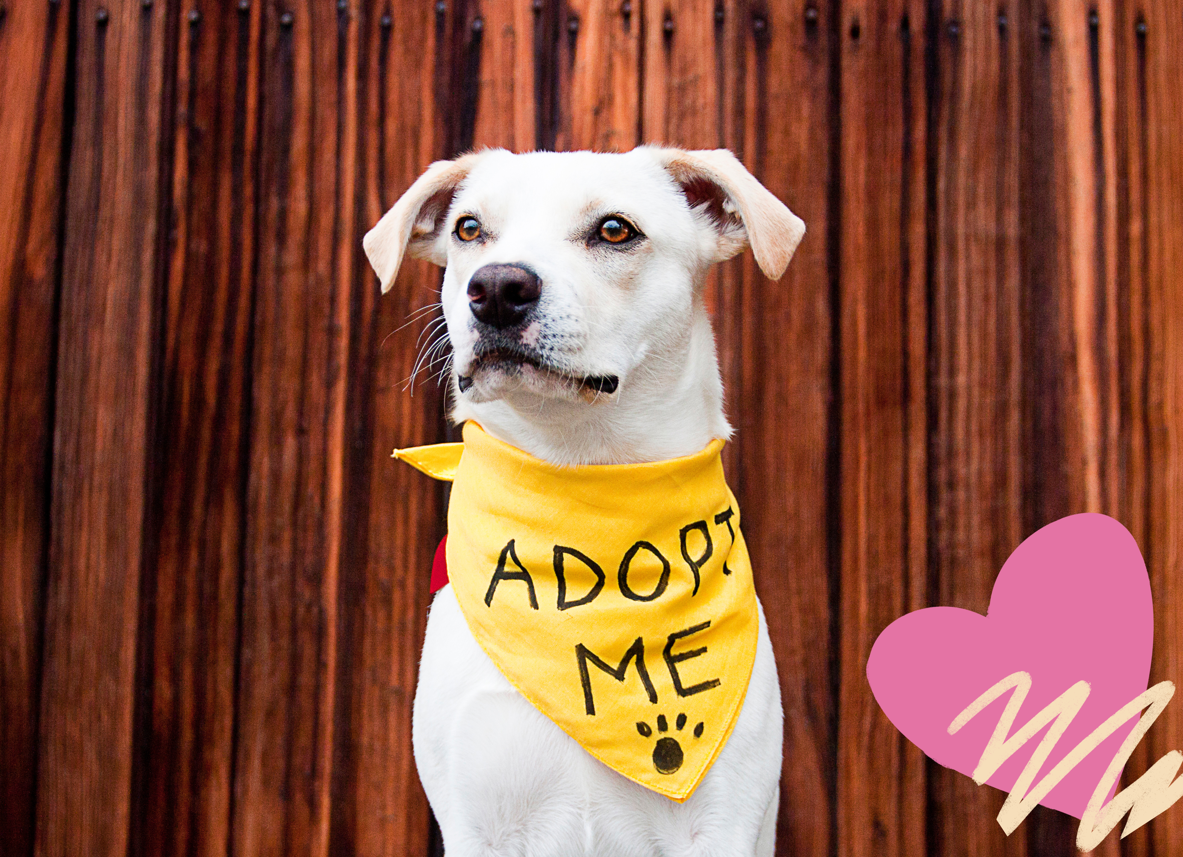 How To Prepare When Adopting a New Rescue Dog