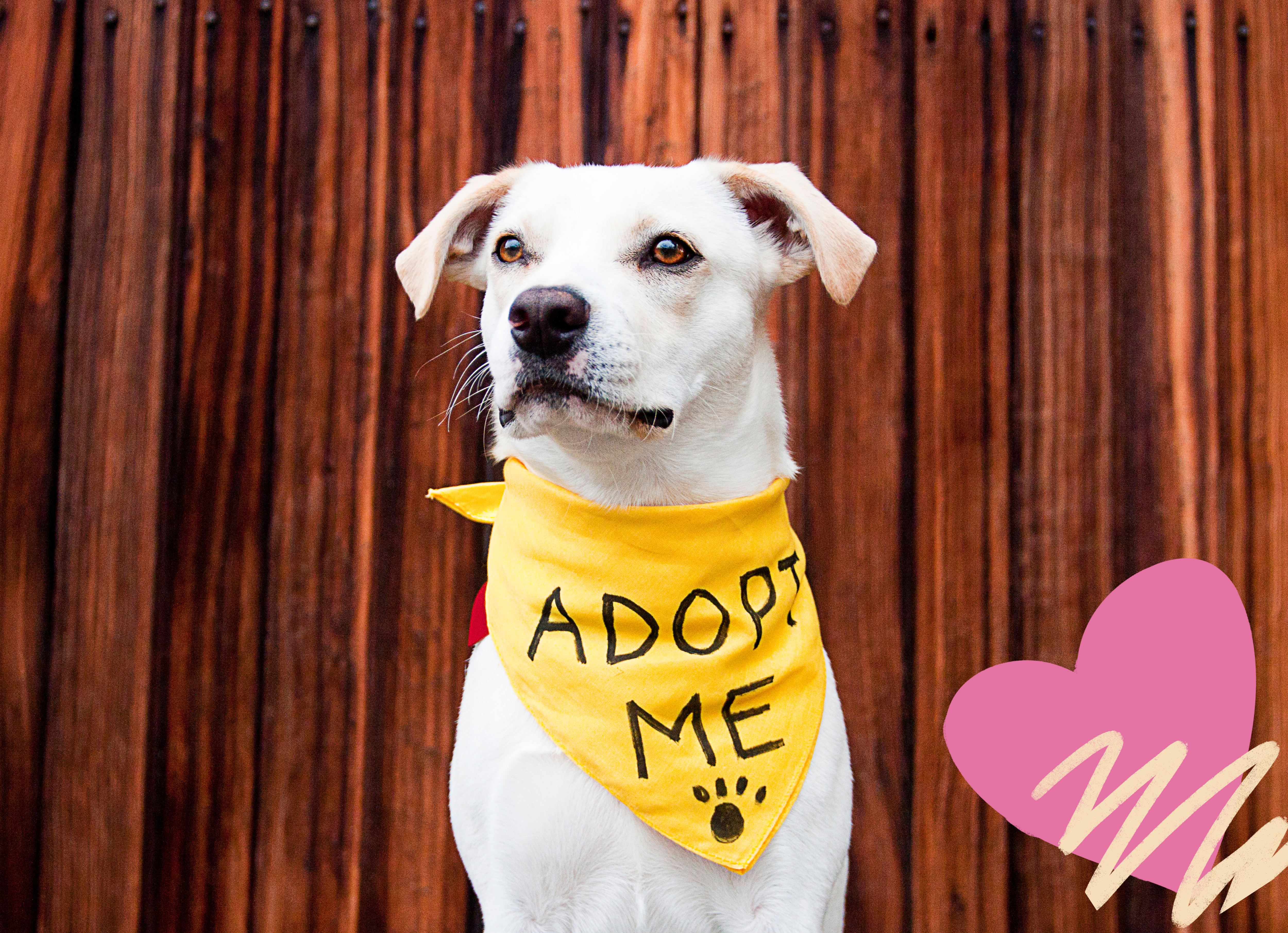 White mixed-breed dog wearing a yellow bandana that says 