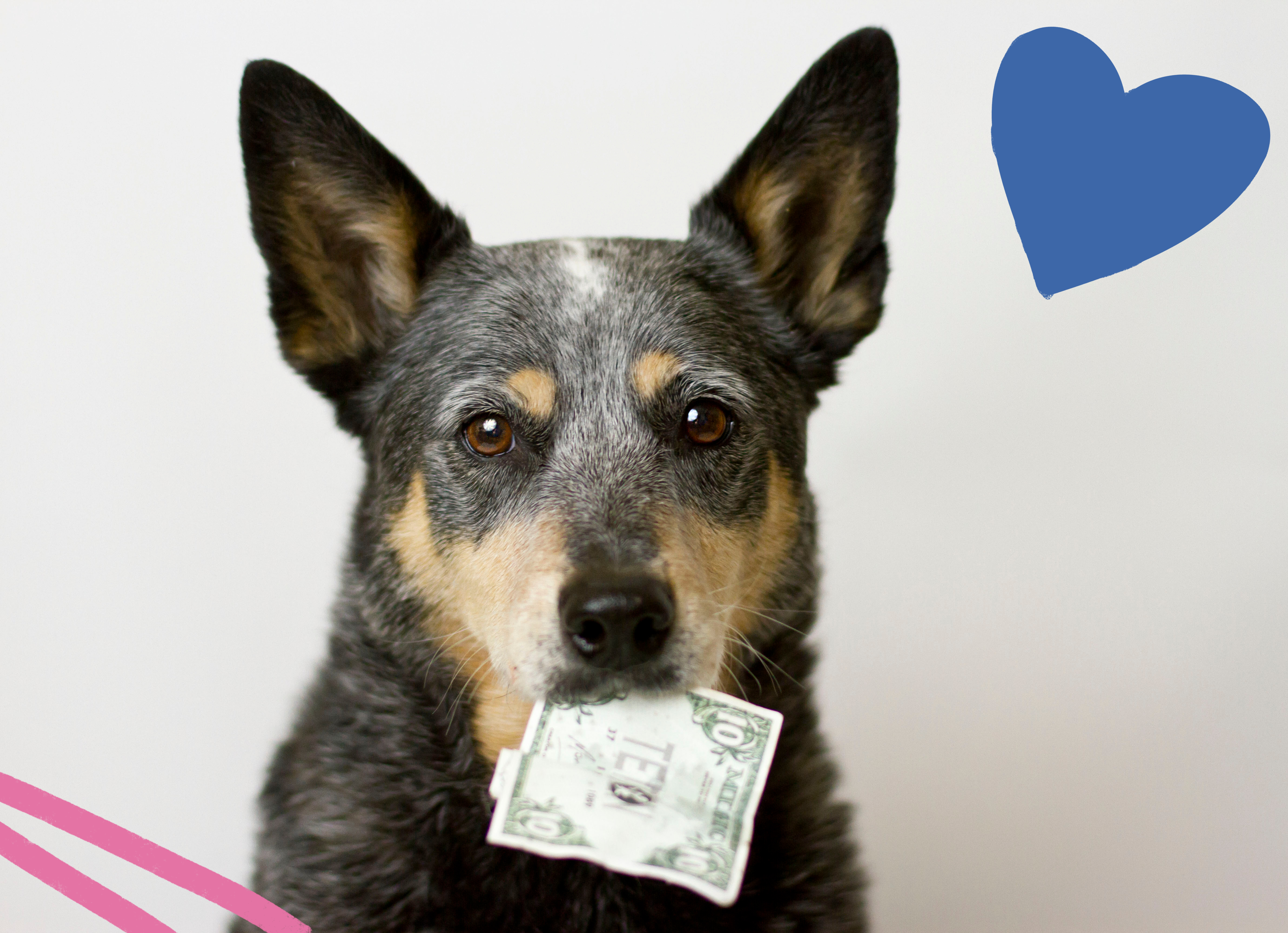 Cattle dog holding a ten dollar bill in its mouth