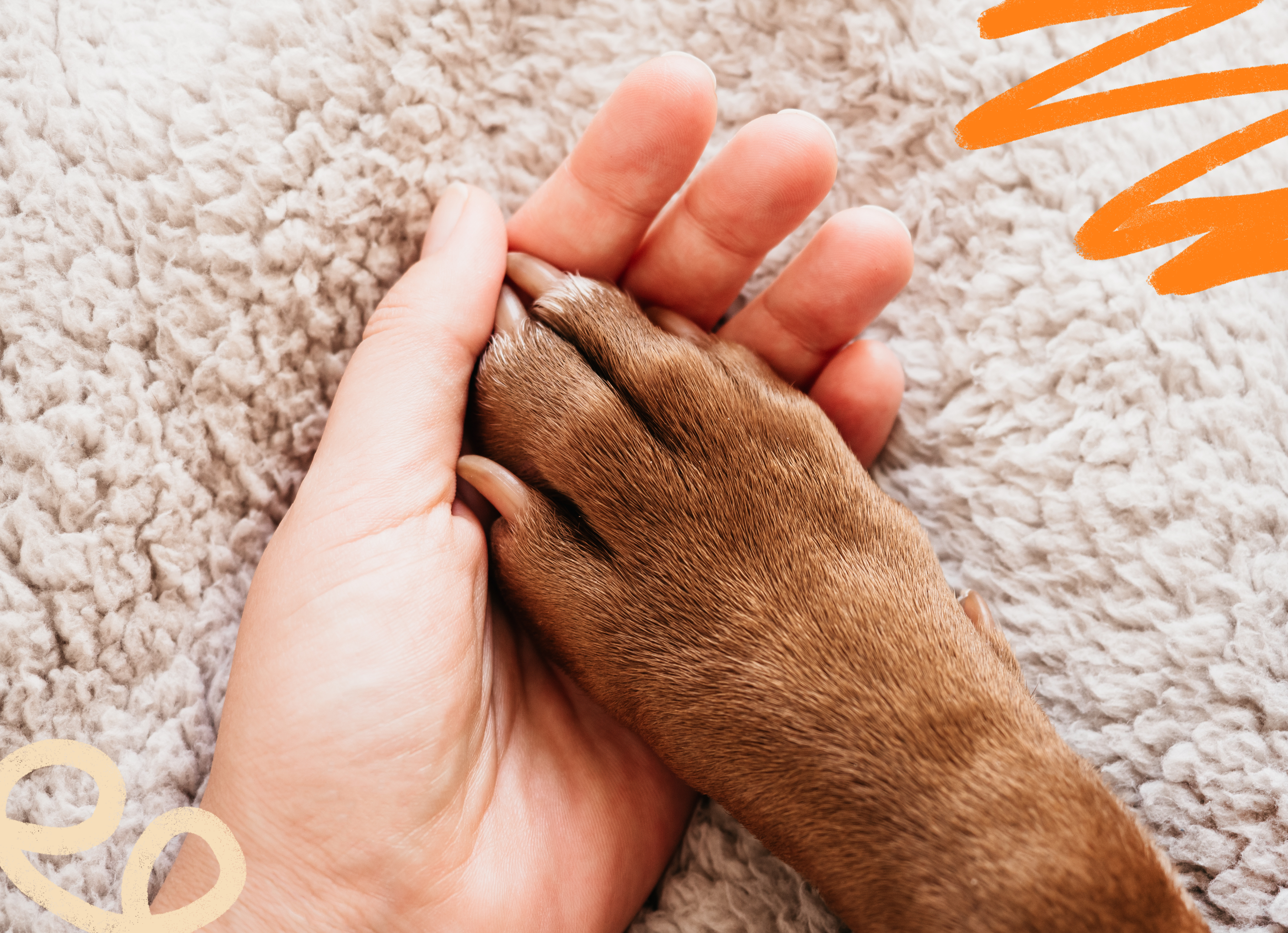 A palm of a person's hand cupping a dog's paw