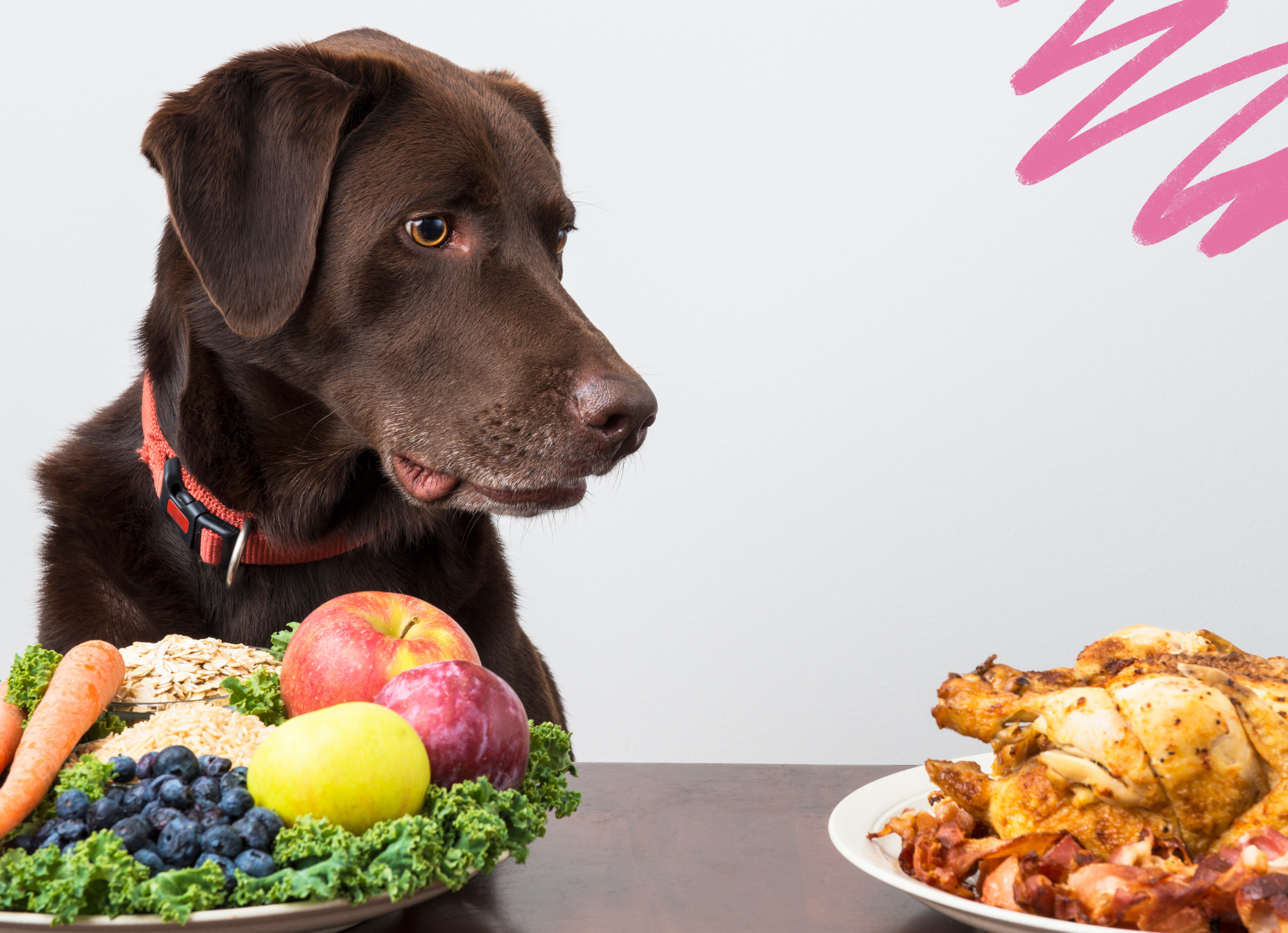 Help Your Dog Avoid Those Extra Holiday Pounds