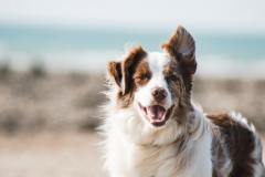 7 Essential Items For Great Outdoor Adventures With Your Dog