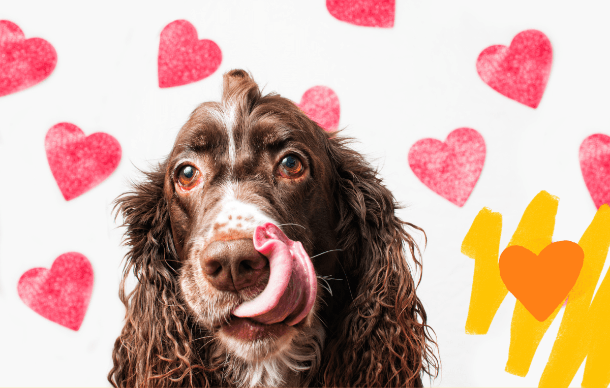 The Ultimate Doggy Valentine’s Day Gift Guide