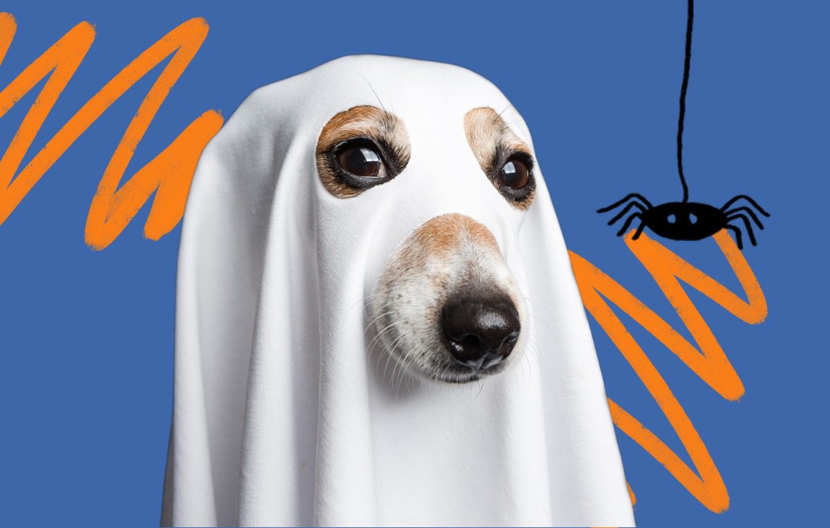 Six Tricks to Make Halloween a Treat for your Dog