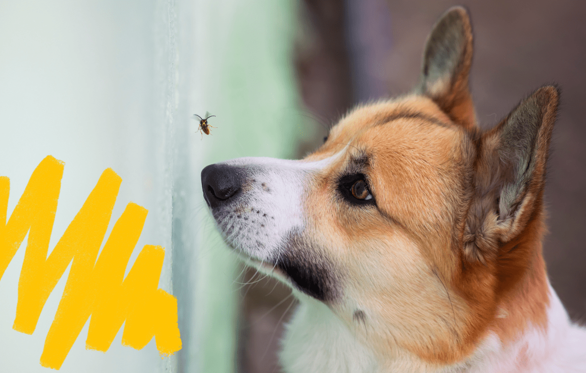 Was Your Dog Stung by a Bee? Here’s What to do Next