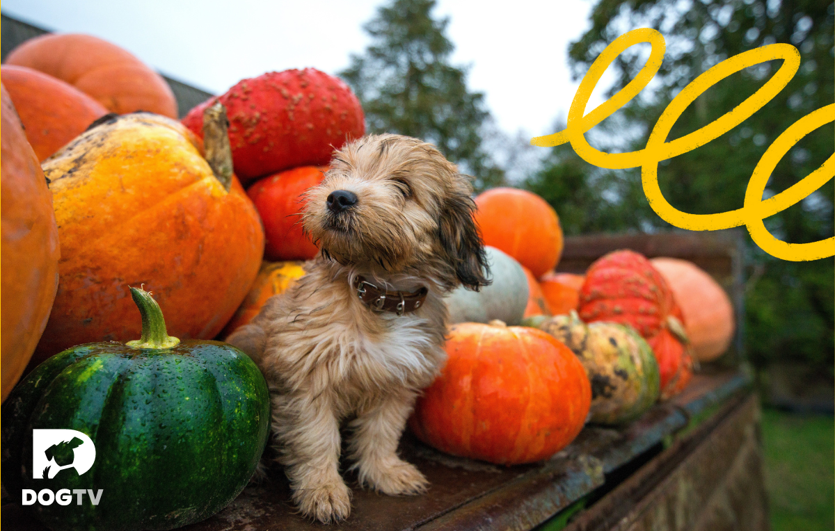 4 Dog-Friendly Thanksgiving Activities