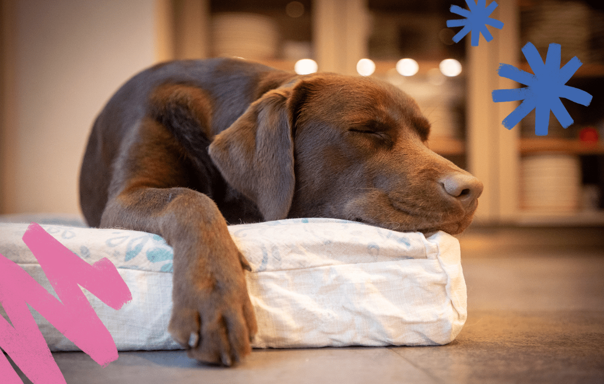 5 Dog Sleeping Positions, What They Mean, and The Best Bed for Each One
