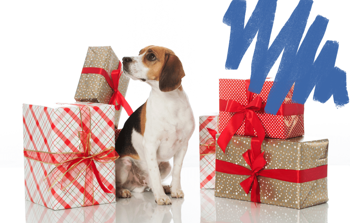 5 (Under $25) Holiday Gifts for High-Energy Dogs