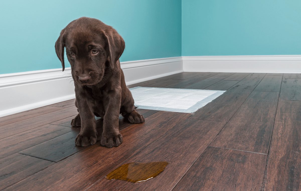 How to Get Dog Pee Smell Out of Anything