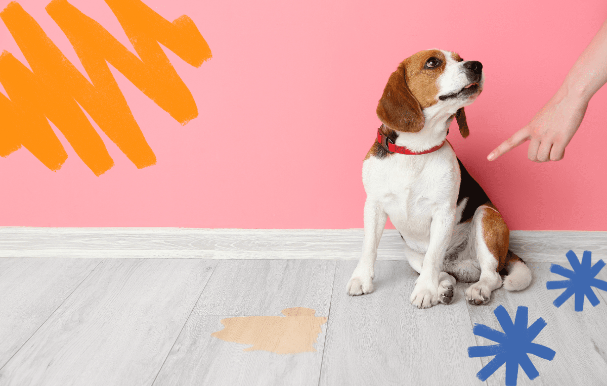 Tips For Preventing and Cleaning New Puppy Messes