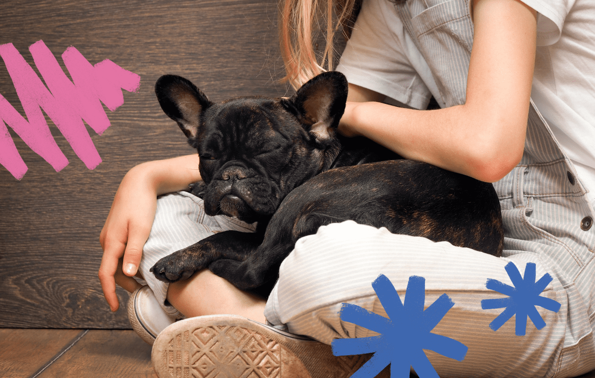 Black frenchie sleeping on a person's lap