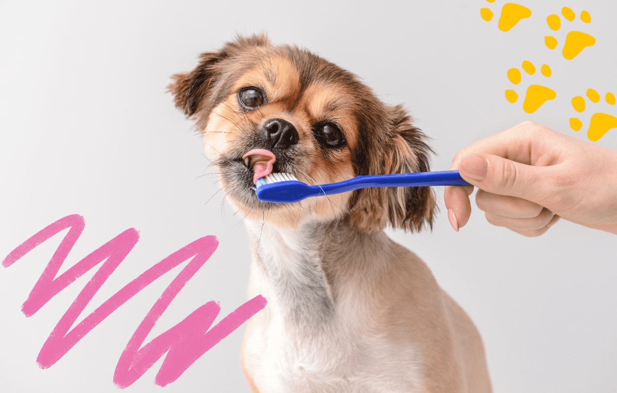 10 Questions to Ask Your Vet About Your Dog’s Dental Health