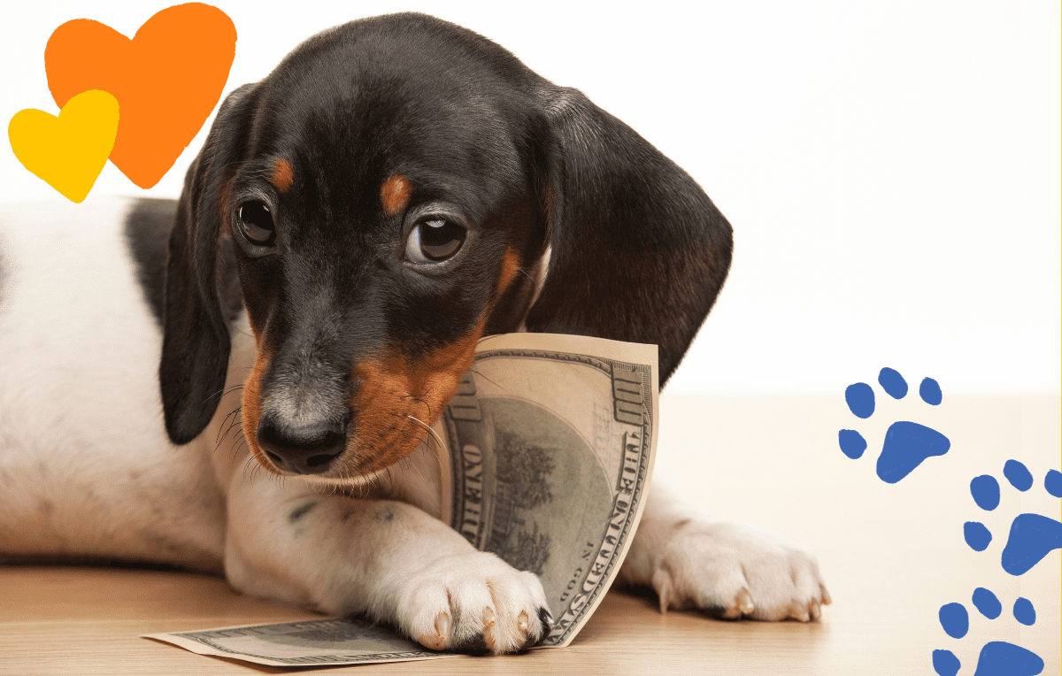 5 Ways to Be a Recession-Ready Dog Parent