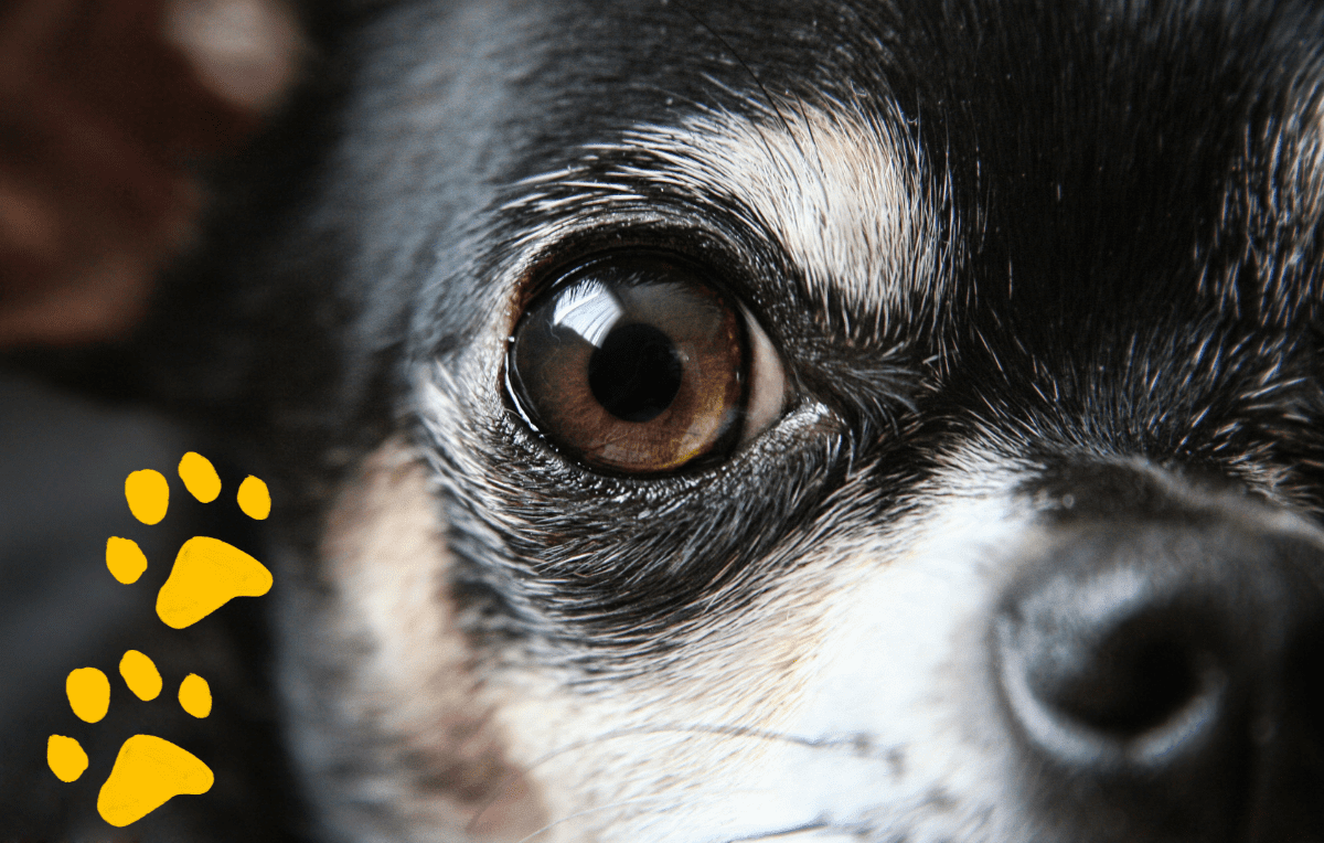 Are Dogs Colorblind? Not Exactly… And Other Fun Facts about Dog Vision