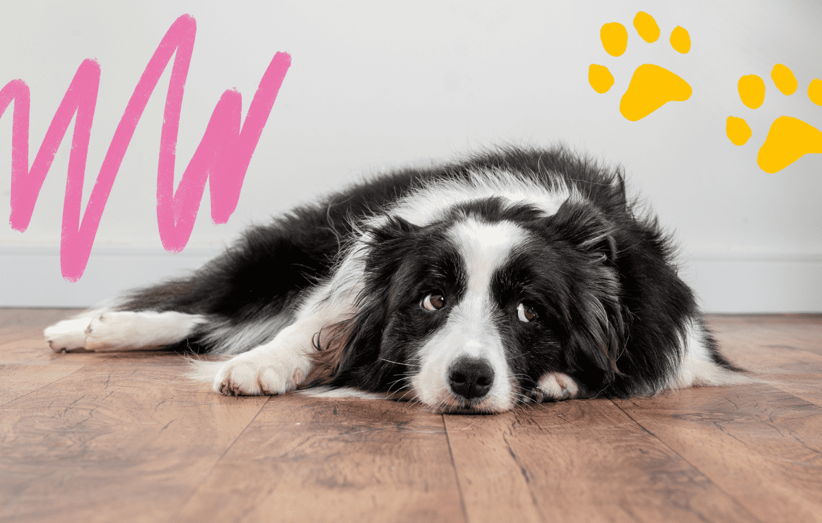 5 Surprising Symptoms of Allergies in Dogs