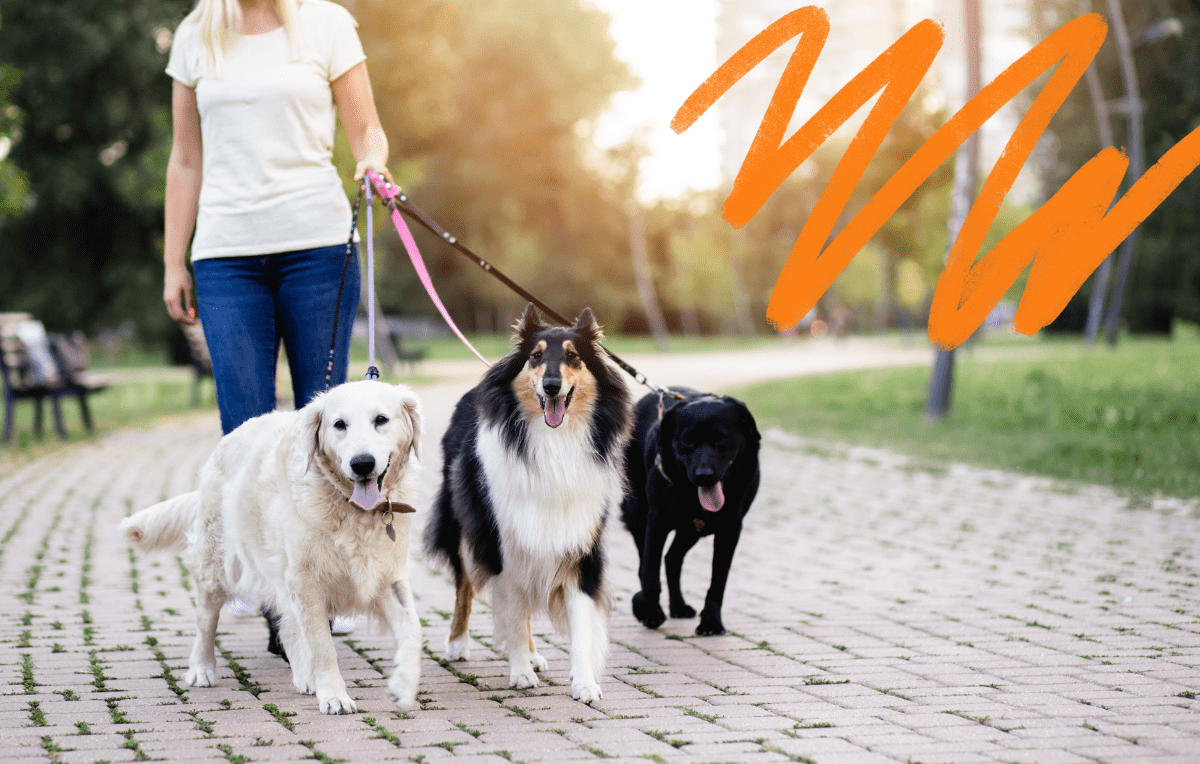 Choosing The Right Leash For Your Dog