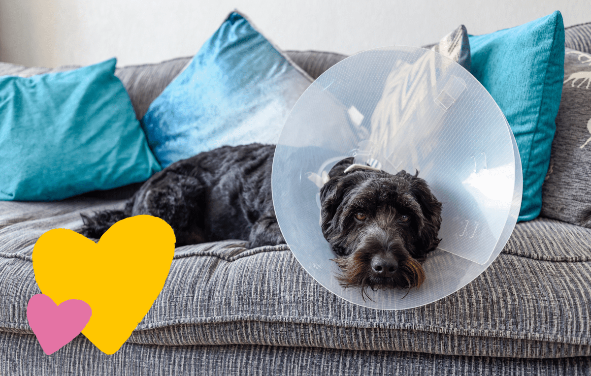 How to Keep your Dog Comfortable While Wearing a Cone