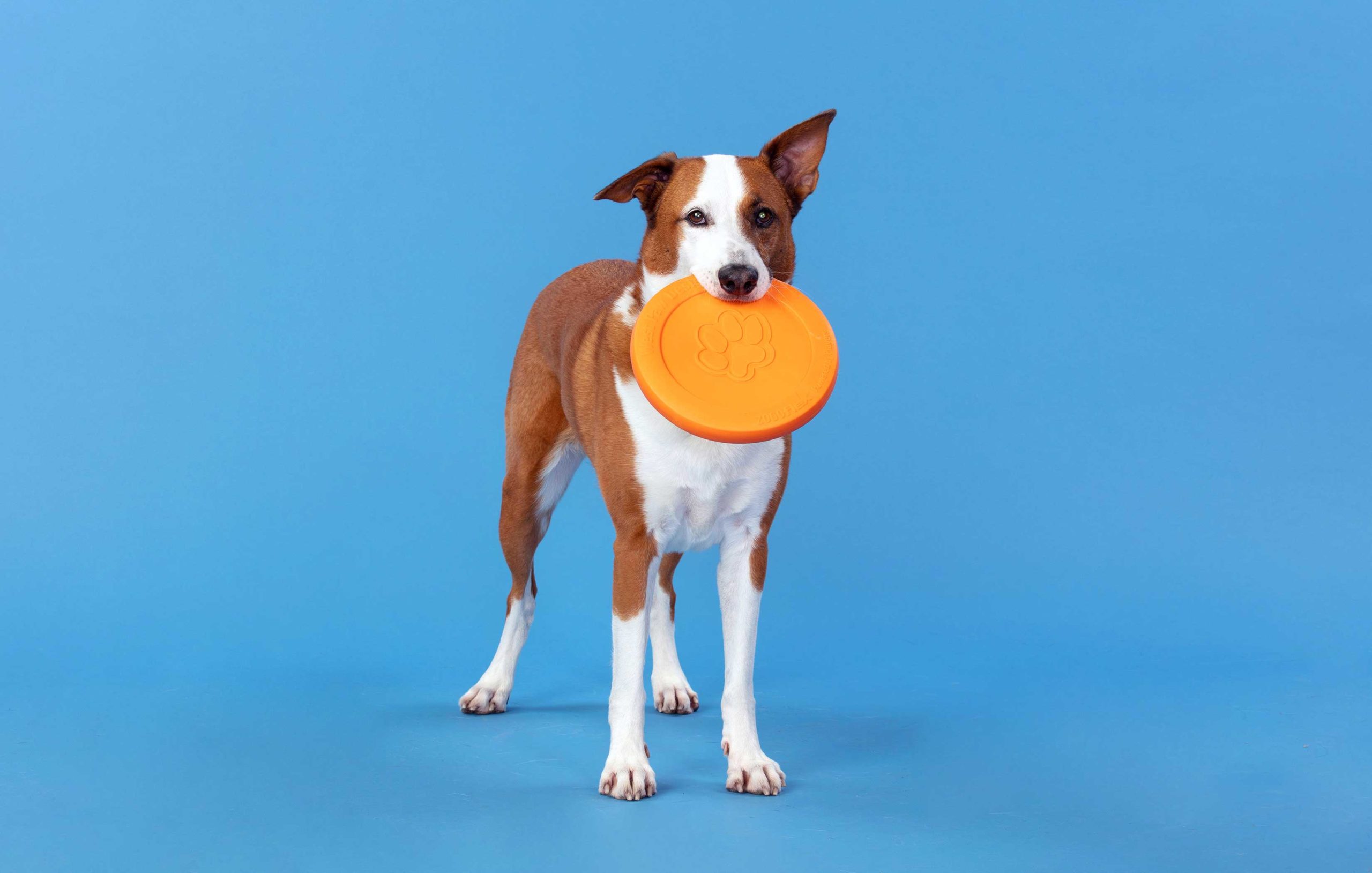 Enrichment Toys for Senior Dogs