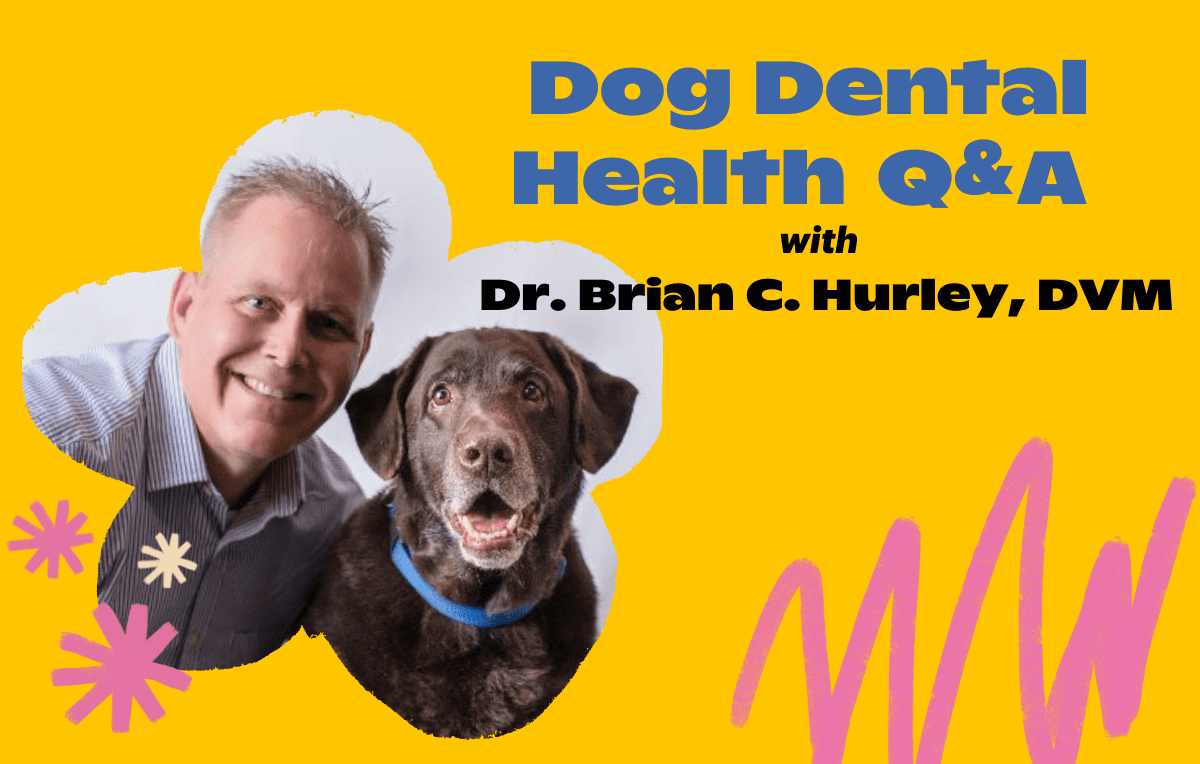 Ask the Experts: How to Care for Your Dog’s Dental Health