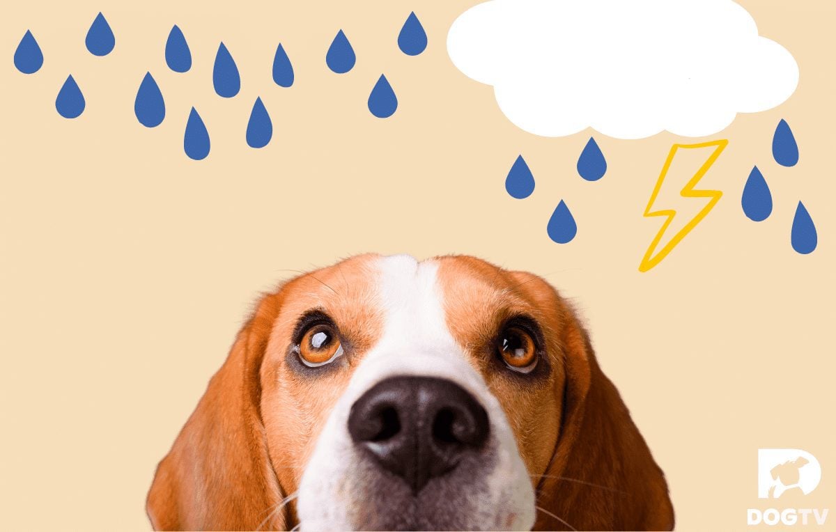 4 Reasons Your Dog May be Afraid of Thunderstorms, and 4 Ways You Can Help
