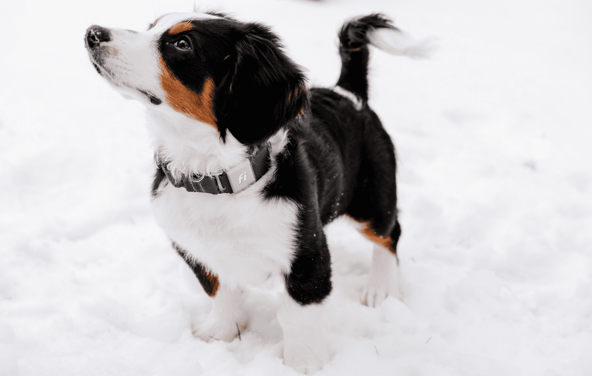 Keeping Your Dog Active in the Winter