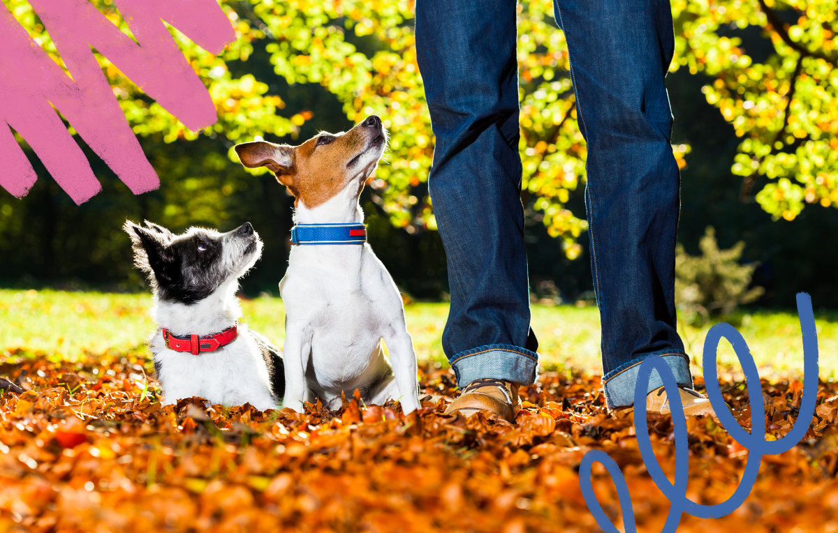 10 Dog-Friendly Fun-Filled Fall Activities