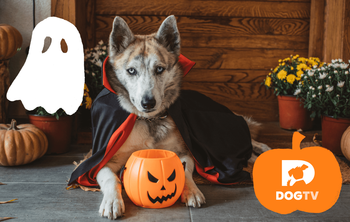 10 Simple and Affordable DIY Halloween Costumes for Dogs 