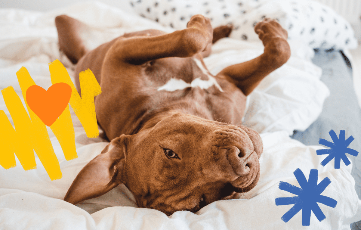 How Can I Relax My Dog? Here are 6 Ways!