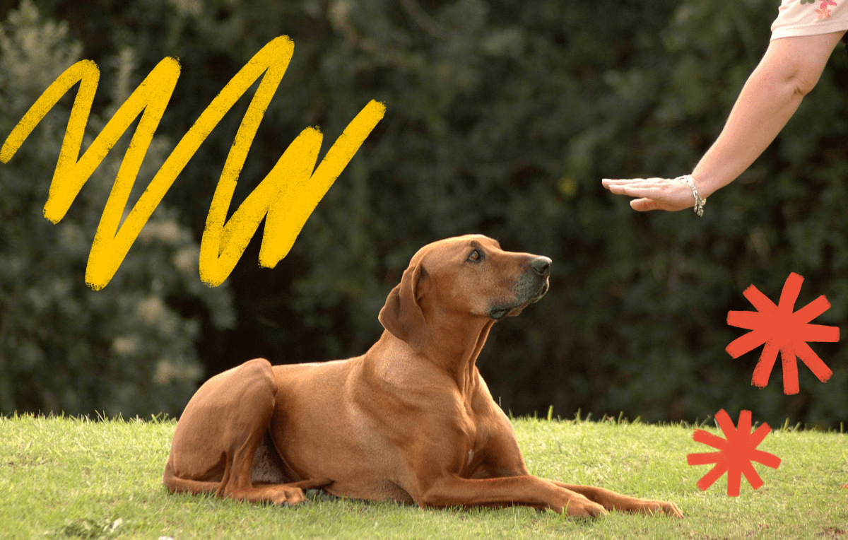 How to Choose Your Perfect Dog Trainer