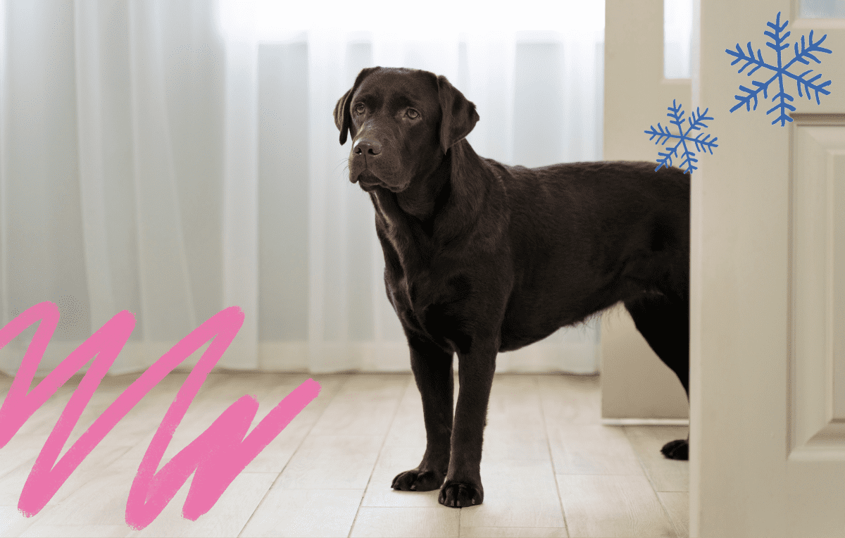 How to Keep Dogs Busy Indoors During Winter Months to Avoid the Cold  Weather Blues!