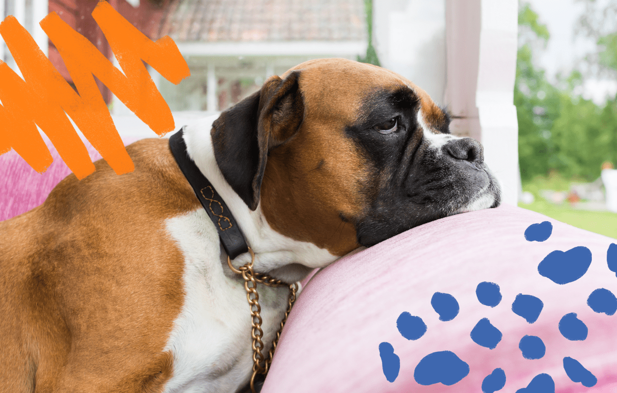 Dog Toys: Effective to Beat Doggy Boredom