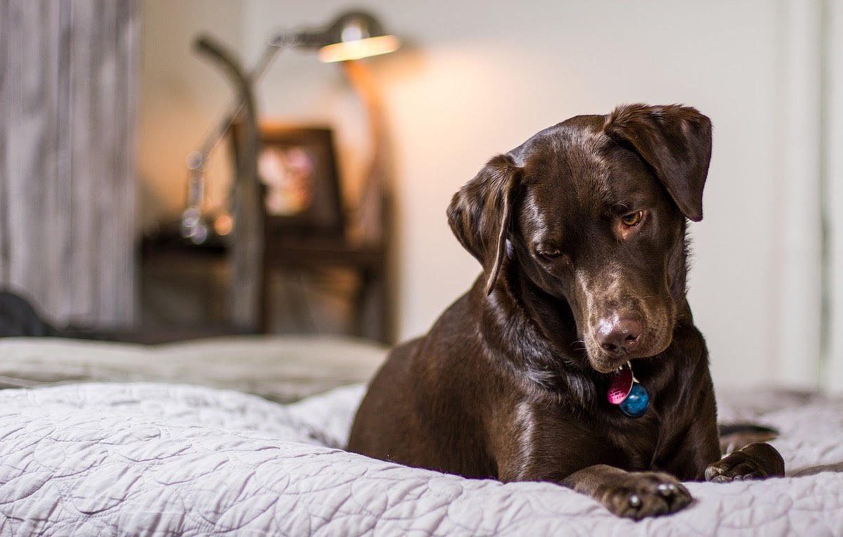 3 Ways to Help Your Separation Anxiety When You’re Away From Your Dog