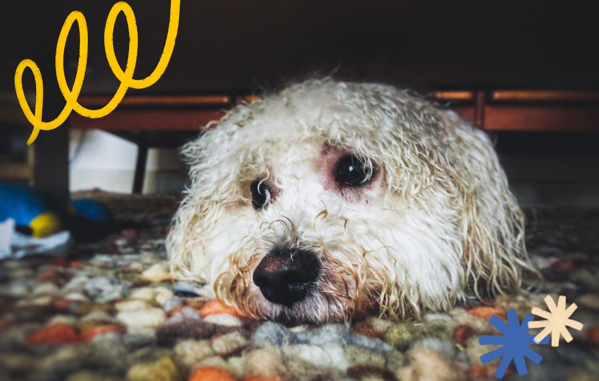 5 Ways to Relax Your Dog During a Thunderstorm