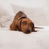 Your Dog’s New Normal series: Adopting rescue dogs after the quarantine: what you need to know