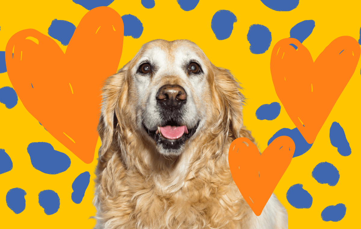 Celebrating Adopt-A-Senior Dog Month: Advice for Welcoming a Good Old, New Dog