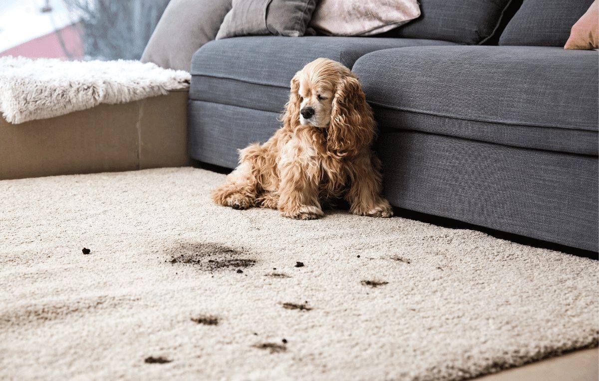 7 Tips Spring Cleaning Tips for Dog Parents