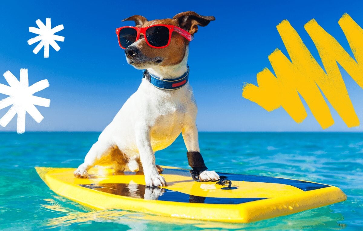 Safe And Fun Summer Activities To Do With Your Dogs