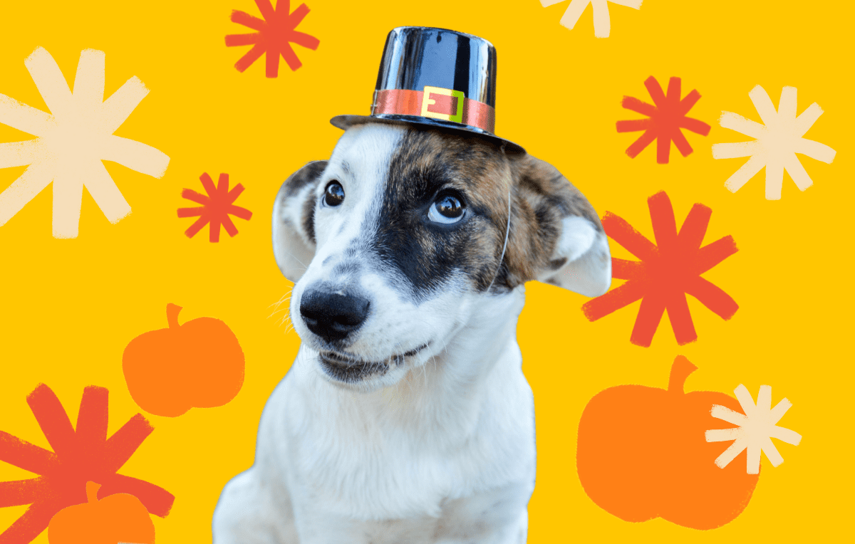 5 Ways To Have A Happier Thanksgiving With Dogs