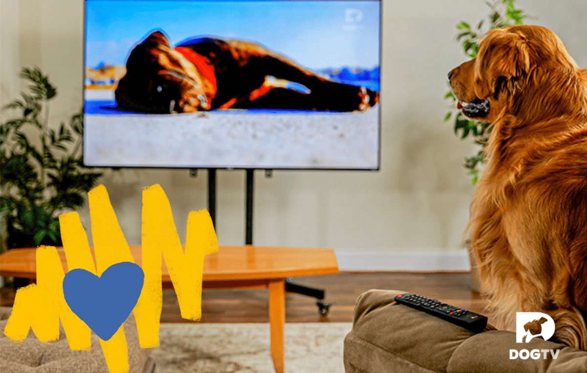 The Benefits of DOGTV for Vet Clinics