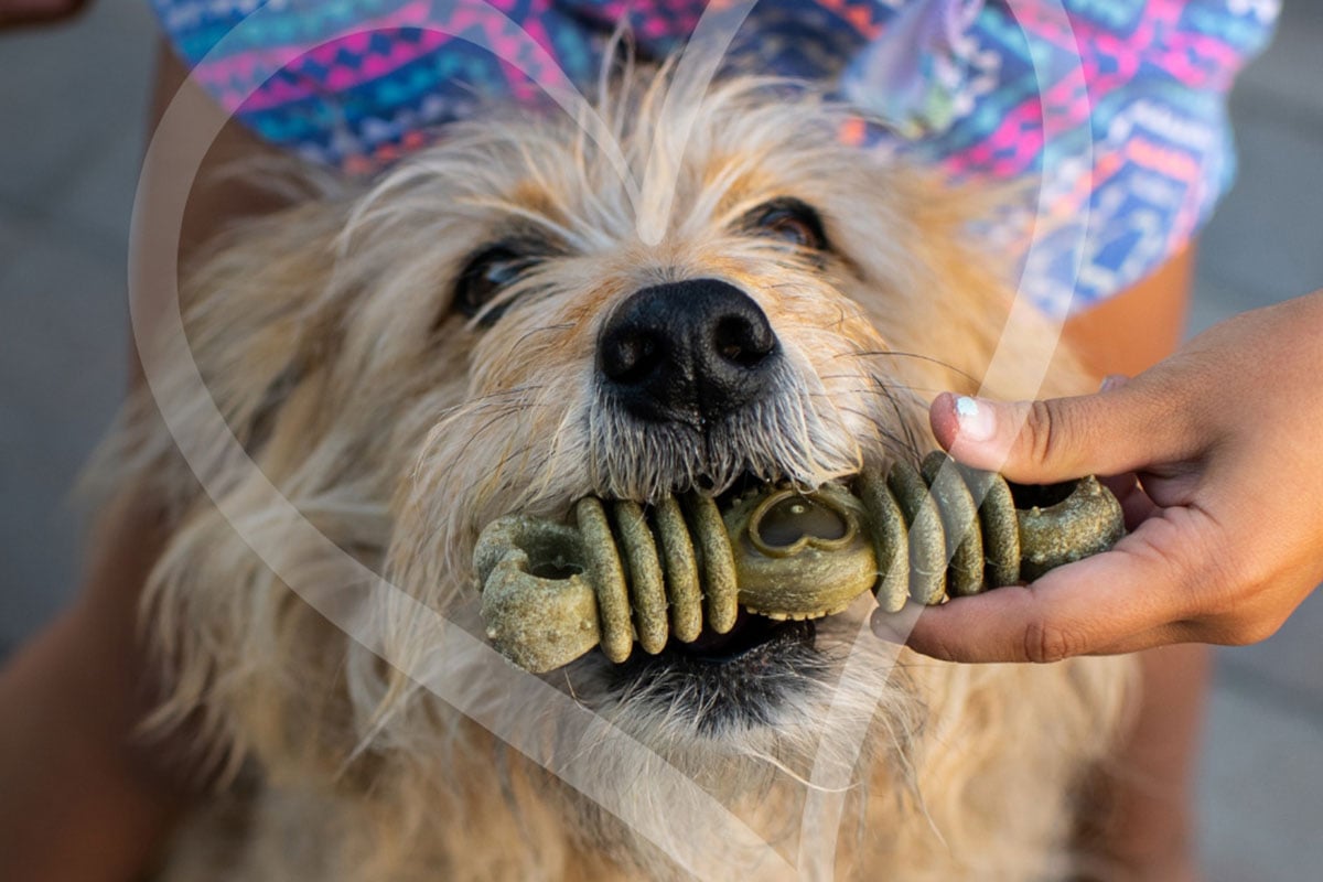 A happy dog chewing on a bone from Loving Pets®
