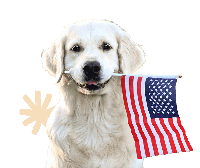 A dog holding an American flag